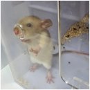 펫엔글라이더 천안점 이미지
