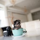 우아퍼피 이미지