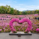 불암산 순환산책로 | [2026 불암산 철쭉제] "역대급 핑크빛!" 휠체어도 가능한 불암산 꽃길 산책 코스 총정리