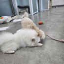 삼송데이케어 펫호텔 이미지