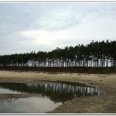 소나무 풍경 이미지