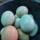 도혜원민박 이미지