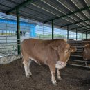 한우1000 이미지