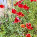 부연펜션 이미지