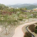 진안고원 엉겅퀴