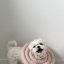 댕이쌀롱 이미지