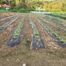 비봉농장 이미지