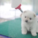 아지와 양이 이미지