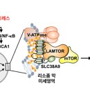 콜레스테롤 대사 이상이 노화 유발하는 오랜 수수께끼 풀렸다 이미지