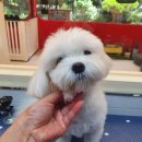 그루밍존 이미지