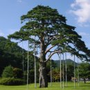 좋은소나무 이미지