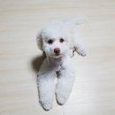 어벤독스 이미지