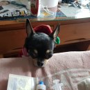 애니존 동물병원 이미지