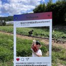 와우농장 | [대구체험농장] 팔공산사과체험농장 고구마캐기체험 솔직후기