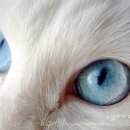 이쁜냥이 이미지