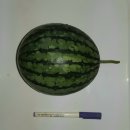 애플 수박이 익었습니다~ 이미지