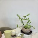 부산송도 송도해수욕장카페 디아펠리즈 송도 카페인충전후기