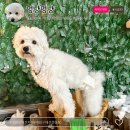 미음펫푸드 | 인천 계양구 애견카페 멍냥멍냥 애견운동장에서 신나게 놀다온 심쿵이