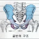 성별차에 의한 골반구조의 차이를 갖는 여성스키어의 스킹해법. 이미지