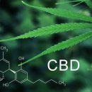 ㈜퓨어네이처 | 분리불안증 해결, ‘퓨어네이처 CBD 햄프씨드오일’