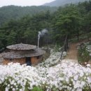 지리산구절초영농조합법인 네이버블로그