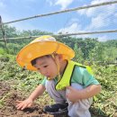 🚜 포니랜드 감자캐기 체험 다녀왔어요 🥔💛 이미지