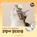 다나을동물병원 | 하남 미사 24시 다나을동물병원에서 고양이 칸디다증에 대해 알려드립니다.