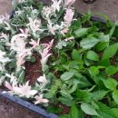 목원농원 이미지