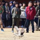 제3회 청도 사냥 매 시연회 이미지