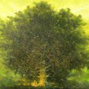 숲(Forest) Daum카페