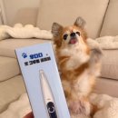 오늘은 그루밍 | 우다다ㅣ강아지 고양이 발바닥 바리깡 이발기 추천! 펫 그루밍 미니 클리퍼 솔직 후기