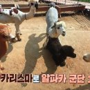 봄햄농장 네이버블로그