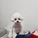 cozy002 | 애견미용추천/창원 비숑미용맛집 cozy002 코지002/ 비숑내돈내산스포팅후기
