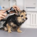 강아지와 고양이(Dog & Cat) 이미지