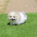 퍼피 비비드(puppy vivid) | 파티포메라니안 분양 하남 쇼룸 오픈기념 이벤트