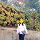로이지르 이미지