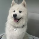 스테이영 애견학교 이미지