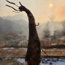 야콘 | 야콘 효능 총정리 | 가평 농막에서 직접 먹어본 생야콘 맛 후기