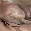 척척 동물의료센터 이미지