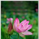 연꽃테마파크 이미지