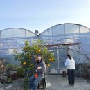 오션캠프관광농원 | 제주 아이와 가볼만한 곳 투어패스 혜택 쇠소깍 산물 관광농원 포토존 한라봉 따기 체험 정보