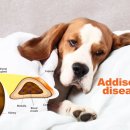 부평 모모 동물병원 이미지