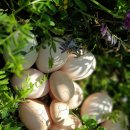 별이네농장 이미지