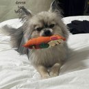 수아리아리애견 | [아리아리동동이] 취미생활로 캠핑다니고 있어요.