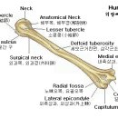 위팔뼈/상완골(上腕骨) Humerus 이미지