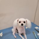 바둑이 쌀롱 이미지