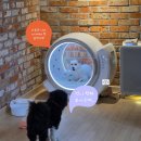 펫 온 - Pet on | 왜 펫드라이룸이 필요할까?