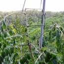 물골농장 이미지