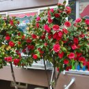 광산구-121 이미지