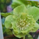 크리스마스 <b>로즈</b> 더블오베르진 <b>그린</b>